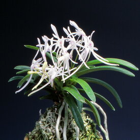 【富貴蘭】雲海（うんかい）1条/　花　蘭　古典植物　フウラン
