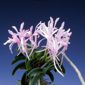 yxMzCij1/@ԁ@@ÓTA@tE