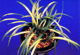 【日本春蘭】群千鳥（むれちどり）/　花　蘭　東洋蘭　春蘭