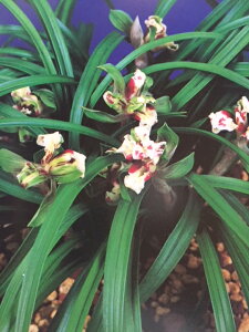 y{tz䍑̉ԁi݂ɂ̂͂ȁj/@ԁ@@m@t