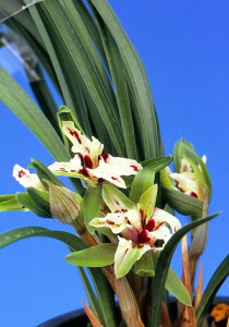 ytzl쒱i傤j/@ԁ@@m@t