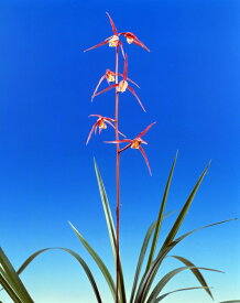 【日本寒蘭】桃紅（とうこう）/　花　蘭　東洋蘭　寒蘭