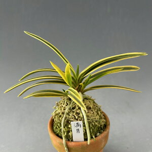 yxMzi܂񂰂j/ԁ@ÓTA@tE