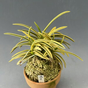 yxMzi܂񂰂j/ԁ@ÓTA@tE