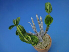 楽天市場 千里 花 ガーデン Diy の通販