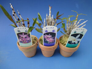 yΝ͉ԕiZbRNjzȂ܂3Zbg