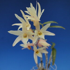 yΝ͉ԕiZbRNjzǊہi񂸂܂j/3`4