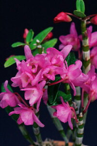 yΝ͉ԕiZbRNjzgOiׂɂڂj/3`4