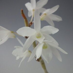 yΝ͉ԕiZbRNjzij/5|6