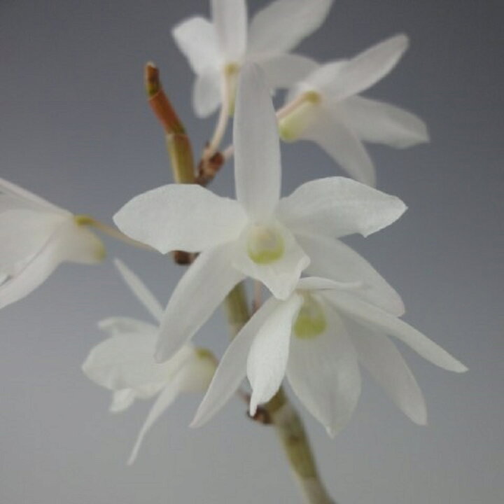 楽天市場 石斛花物 セッコク 香雪 こうせつ 5 6条 ヨネヤマ 聞香庵 楽天市場店