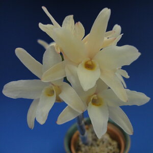 yΝ͉ԕiZbRNjzߓai͂łj/3`4