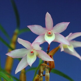 楽天市場 中国 種類 植物 ラン 花 観葉植物 花 ガーデン Diy の通販