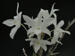 yZbRNԕzPi䂫Ђ߁j/5-6