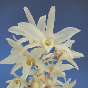 yΝ͉ԕiZbRNjzFij/5-6