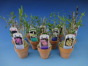 yΝ͉ԕiZbRNjz܂12Zbg