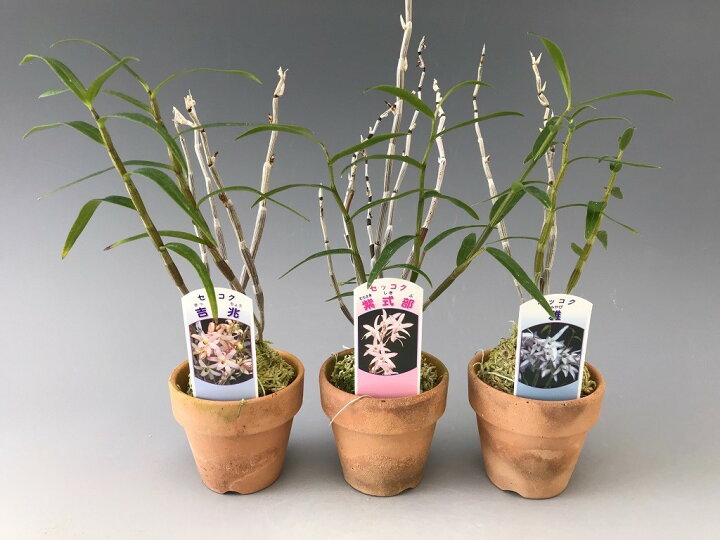 定番のお歳暮 冬ギフト 石斛花物 セッコク 桃麗 とうれい 3 4条 Rmladv Com Br