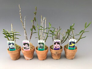 yΝ͉ԕiZbRN)zg_5Zbg