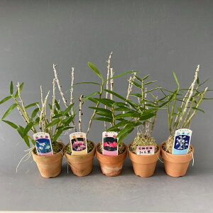 yΝ͉ԕiZbRN)z炫5Zbg