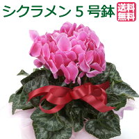 シクラメン5号鉢