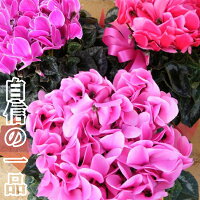 花びらも大きいです