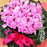 花びらも大きいです