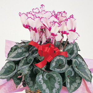 yzVNyrNgAz5Ε鑼~̃MtgɁyyMt_bZzyv[gz