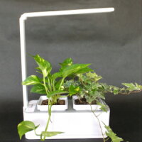 観葉植物を植えてインテリアとして