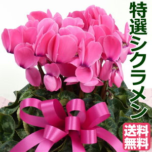 yzIVNyԁEsNnz5@Ε鑼~̃MtgɁyyMt_bZzyΕzyazyjzyv[gzyAzyԁz