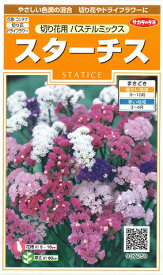 楽天市場 スターチス 苗の通販