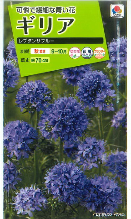 楽天市場 ギリア レプタンサブルー タキイ種苗 0 6ml 秋まき Fzz5 Hana Uta 米沢園芸 楽天市場店