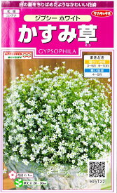 楽天市場 かすみ草 ジプシーの通販