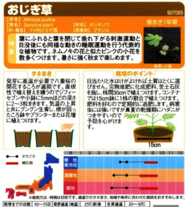楽天市場 おじぎ草 サカタのタネ 0 2ml 春まき一年草 Hana Uta 米沢園芸 楽天市場店