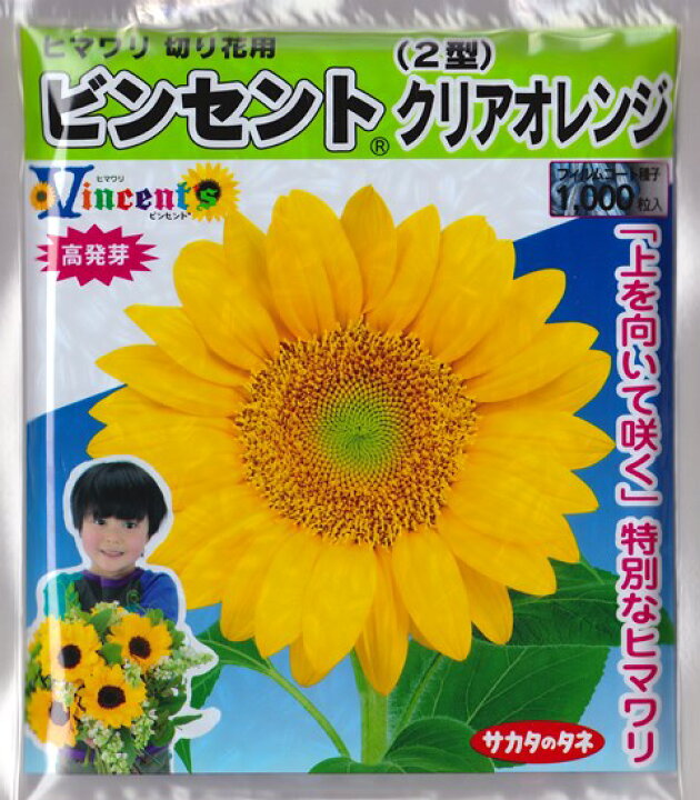 楽天市場 ヒマワリの種 営利用 ビンセントクリアオレンジ 2型 1000粒 サカタのタネ ひまわり Hana Uta 米沢園芸 楽天市場店