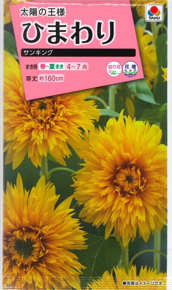 八重の花が印象的な太陽の王様 ひまわり サンキング タキイ種苗 3ml 春まき 夏まき ヒマワリの種