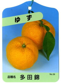 多田錦(ゆず)