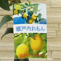 【果樹苗】瀬戸内れもん(道谷系ビアフランカ)【レモン苗木】