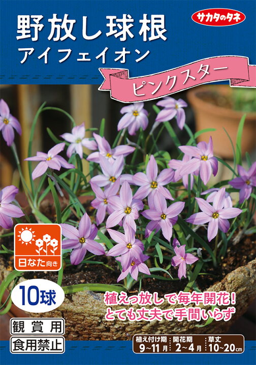 楽天市場 野放し球根 アイフェイオン ピンクスター 秋植え球根 10球詰 サカタのタネ 日なた向き02p05nov16 Hana Uta 米沢園芸 楽天市場店