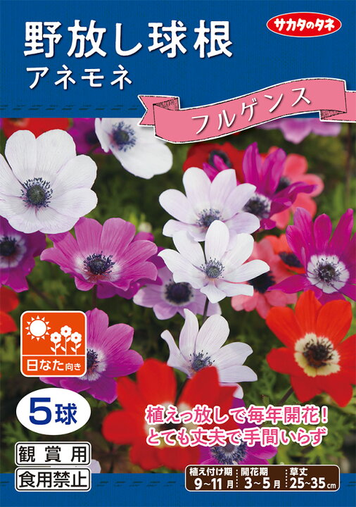 楽天市場 野放し球根 アネモネ フルゲンス 秋植え球根 5球詰 サカタのタネ 日なた向き Hana Uta 米沢園芸 楽天市場店