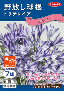 ygeCA fB[zyHAzi7ljyTJ^̃^lzȂyRCPz