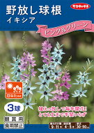 野放し球根【イキシア　ピンク＆グリーン】【秋植え球根】（3球詰）【サカタのタネ】日なた向き【RCP】