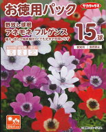 お徳用パック★野放し球根【アネモネ】フルゲンス【秋植え球根】（15球詰）【サカタのタネ】日なた向き【…