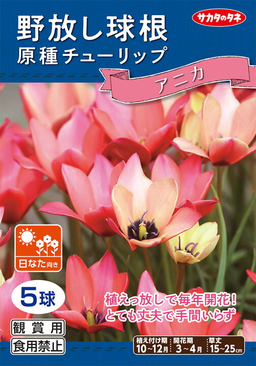 楽天市場 野放し球根 原種チューリップ アニカ 秋植え球根 5球詰 サカタのタネ 日なた向き Rcp Hana Uta 米沢園芸 楽天市場店