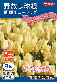 【野放し球根】原種チューリップブライトゼム【秋植え球根】(8球詰)【サカタのタネ】日なた向き