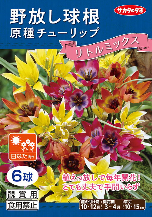 楽天市場 野放し球根 原種チューリップ球根 リトルミックス 秋植え球根 6球詰 サカタのタネ 日なた向き Hana Uta 米沢園芸 楽天市場店