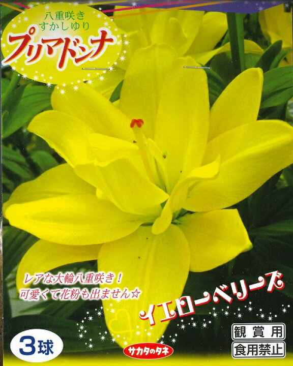 楽天市場 秋植え球根 プリマドンナ イエローベリーズ 八重咲きすかしゆり サカタのタネ ３球詰 宅配便発送 Hana Uta 米沢園芸 楽天市場店