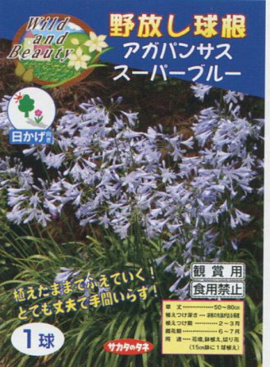 楽天市場 野放し球根 アガパンサス スーパーブルー サカタの球根 日かげ向き 1球 Hana Uta 米沢園芸 楽天市場店