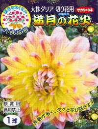 楽天市場 球根 春植え球根 ダリア 花火シリーズ Hana Uta 米沢園芸 楽天市場店 楽天市場 球根 春植え球根 ダリア 花火シリーズ Hana Uta 米沢園芸 楽天市場店