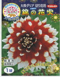 楽天市場 球根 春植え球根 ダリア 花火シリーズ Hana Uta 米沢園芸 楽天市場店 楽天市場 球根 春植え球根 ダリア 花火シリーズ Hana Uta 米沢園芸 楽天市場店