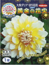 楽天市場 球根 春植え球根 ダリア 花火シリーズ Hana Uta 米沢園芸 楽天市場店 楽天市場 球根 春植え球根 ダリア 花火シリーズ Hana Uta 米沢園芸 楽天市場店