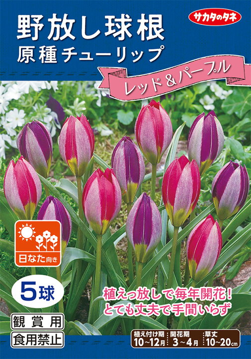 楽天市場 野放し球根 原種チューリップ球根 レッドアンドパープル 秋植え球根 5球詰 サカタのタネ 日なた向き Hana Uta 米沢園芸 楽天市場店